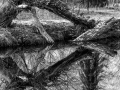 Nature miroitée
