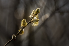 IMG_0003-B-Kopie