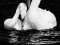 090403_40D_0006_©NicoDreesens