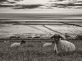 140626_5D_MIII_0008_©NicoDreesens