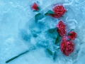 Eisblume_©NicoDreesens