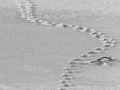 Trace dans la neige / Spuren_im_Schnee